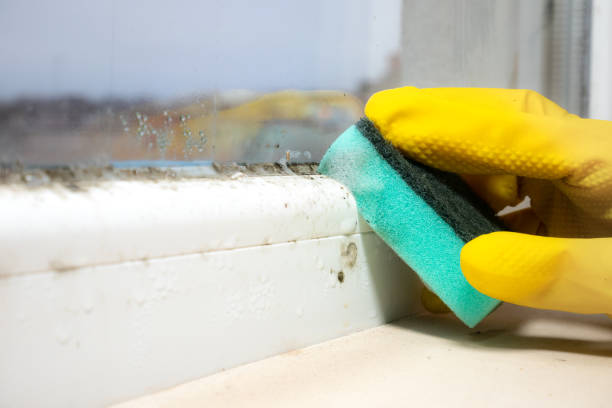 Rossville, IL Mold Removal Company